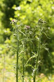 Attēlu rezultāti vaicājumam “Cirsium palustre”