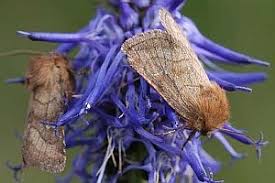 Attēlu rezultāti vaicājumam “Eriopygodes imbecilla”