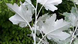 Attēlu rezultāti vaicājumam “Populus alba Nivea”