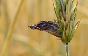Attēlu rezultāti vaicājumam “Claviceps purpurea”