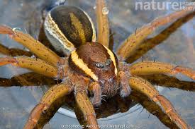 Attēlu rezultāti vaicājumam “Dolomedes fimbriatus”