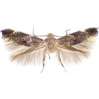 Attēlu rezultāti vaicājumam “Elachistidae”