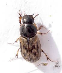 Attēlu rezultāti vaicājumam “Aphodius sp.”