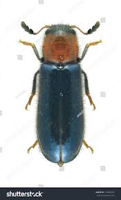 Attēlu rezultāti vaicājumam “Hylecoetus dermestoides female”