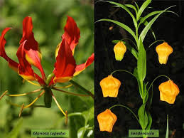 Attēlu rezultāti vaicājumam “Colchicaceae”