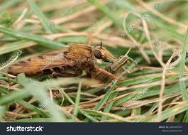 Attēlu rezultāti vaicājumam “Asilus crabroniformis”