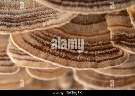 Attēlu rezultāti vaicājumam “Stereum fasciatum”