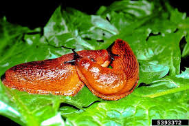 Attēlu rezultāti vaicājumam “Arion rufus”