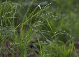 Attēlu rezultāti vaicājumam “Dactylis polygama”