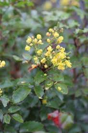 Attēlu rezultāti vaicājumam “Mahonia aquifolium flower”