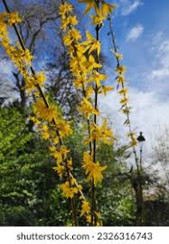 Attēlu rezultāti vaicājumam “Forsythia suspensa”