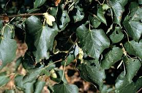 Attēlu rezultāti vaicājumam “Tilia cordata leaf”