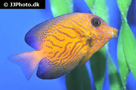 Image result for Ctenochaetus hawaiiensis