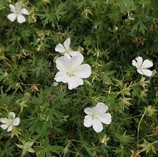 Attēlu rezultāti vaicājumam “Geranium sanguineum leaf”