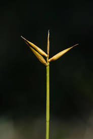 Attēlu rezultāti vaicājumam “Carex pauciflora”