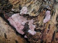 Attēlu rezultāti vaicājumam “Ceriporia excelsa”