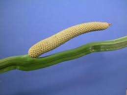 Attēlu rezultāti vaicājumam “Acoraceae”