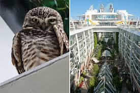 Image result for owl ship