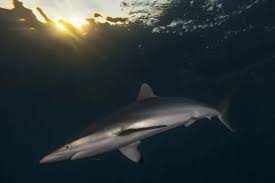 Image result for Carcharhinus falciformis