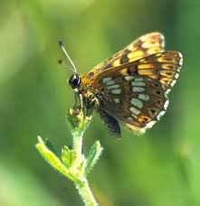 Attēlu rezultāti vaicājumam “Hamearis lucina underside”