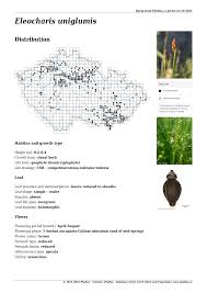 Attēlu rezultāti vaicājumam “Eleocharis uniglumis leaf”