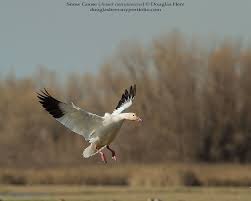 Image result for Anser caerulescens