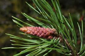Attēlu rezultāti vaicājumam “Pinus sylvestris female flower”