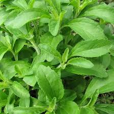 Image result for Stevia rebaudiana