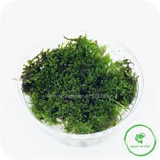 Attēlu rezultāti vaicājumam “Riccardia chamaedryfolia”