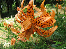 Attēlu rezultāti vaicājumam “Lilium lancifolium”
