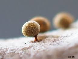 Attēlu rezultāti vaicājumam “Physarum auriscalpium”