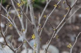 Attēlu rezultāti vaicājumam “Hamamelis virginiana”