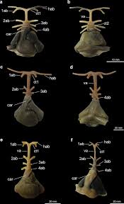 Image result for Myliobatis freminvillei