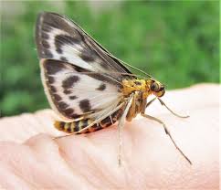 Attēlu rezultāti vaicājumam “Anania hortulata”