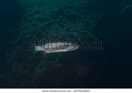 Image result for Chelon labrosus