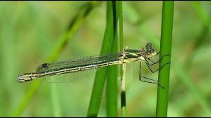 Attēlu rezultāti vaicājumam “Lestes dryas female”
