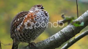 Attēlu rezultāti vaicājumam “Tetrastes bonasia”