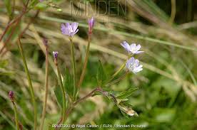 Attēlu rezultāti vaicājumam “Epilobium montanum flower”