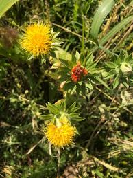 Image result for Carthamus tinctorius