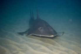 Image result for Rhynchobatus australiae