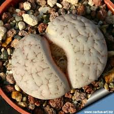 Attēlu rezultāti vaicājumam “Stemonitopsis gracilis macro”