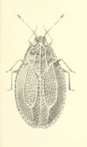 Attēlu rezultāti vaicājumam “Acalypta carinata”
