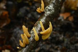 Attēlu rezultāti vaicājumam “Macrotyphula fistulosa var. contorta”