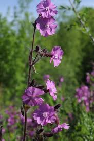 Image result for Silene dioica