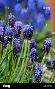 Attēlu rezultāti vaicājumam “Muscari neglectum flower”