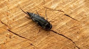 Attēlu rezultāti vaicājumam “Mordellidae”