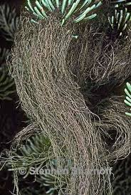 Attēlu rezultāti vaicājumam “Bryoria capillaris”