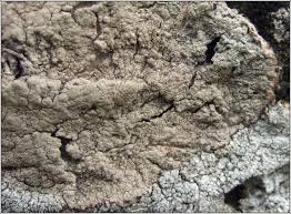 Attēlu rezultāti vaicājumam “Pertusaria coccodes”