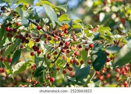 Attēlu rezultāti vaicājumam “Malus x zumi”