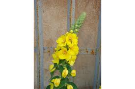 Image result for Verbascum densiflorum